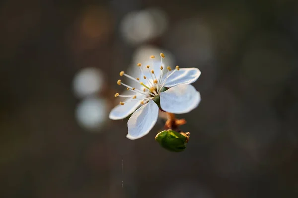 Blooming Wild Plums Wild Plum Blossoms Evening — Stock Photo, Image