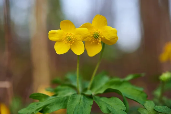 Caltha Palustris Żółtymi Kwiatami Dwa Kwiaty Caltha Palustris — Zdjęcie stockowe