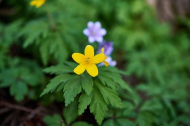 Sarı çiçekli Caltha Palustris. Ormanda Caltha Palustris.