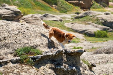 Dağlarda bir köpek. Georgiadaki antik Uplistsikhe mağara kasabasının manzarası. Uplistsikhe 'nin dağlık manzarası.