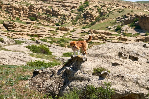 Dağlarda Bir Köpek Georgiadaki Antik Uplistsikhe Mağara Kasabasının Manzarası Uplistsikhe — Stok fotoğraf