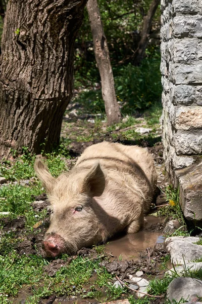 Maiali Riposano Vicino Alla Recinzione — Foto Stock