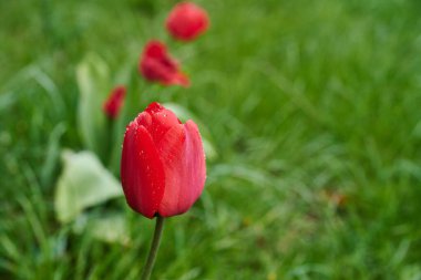 Yağmur damlalarıyla kaplı kırmızı bir lale. Yakından kırmızı lale.