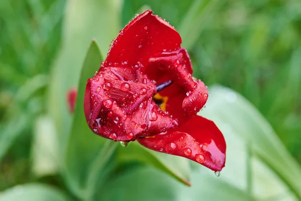 Uma Tulipa Vermelha Envolto Raindrops Red Tulipa Até Fechar Tulipa — Fotografia de Stock