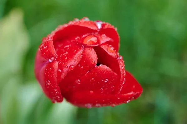 Une Tulipe Rouge Enveloppée Gouttes Pluie — Photo