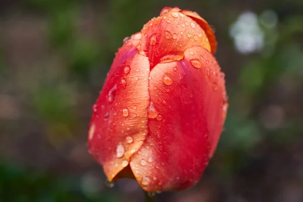 Une Tulipe Rouge Enveloppée Gouttes Pluie — Photo