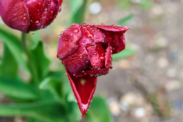 Eine Rote Tulpe Umhüllt Von Regentropfen — Stockfoto