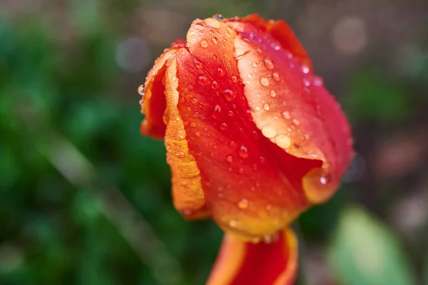 Eine Rote Tulpe Umhüllt Von Regentropfen — Stockfoto