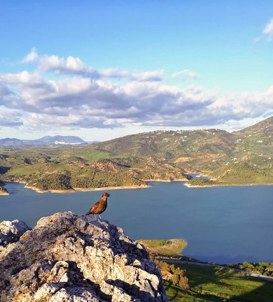 Mus Eten Een Rots Tegen Een Idyllische Landschap — Stockfoto