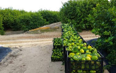 Limon dolu meyve kutuları. İşçiler limon toplar ve limonu kutuya koymak için sepeti taşırlar. Murcia, İspanya, 2019.