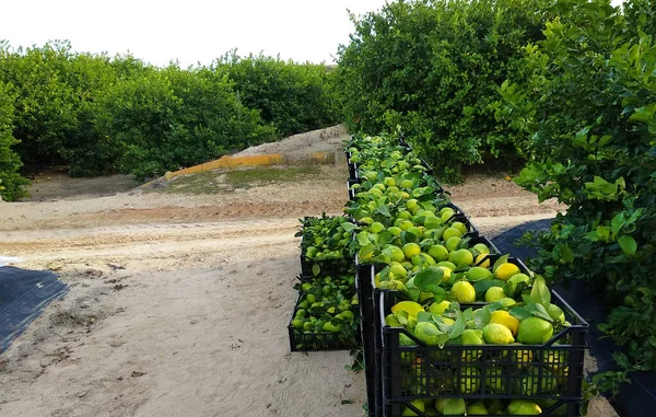 Caixas de frutas cheias de limão. Trabalhadores pegando limões e carregando a cesta para coletar o limão na caixa Murcia, Espanha, 2019 — Fotografia de Stock