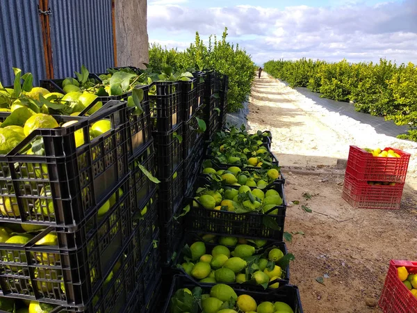 Фруктові коробки з лимоном. Працівники збирають лимони і несуть кошик, щоб зібрати лимон у скриньку "Мурсія" (Іспанія) 2019 року. — стокове фото