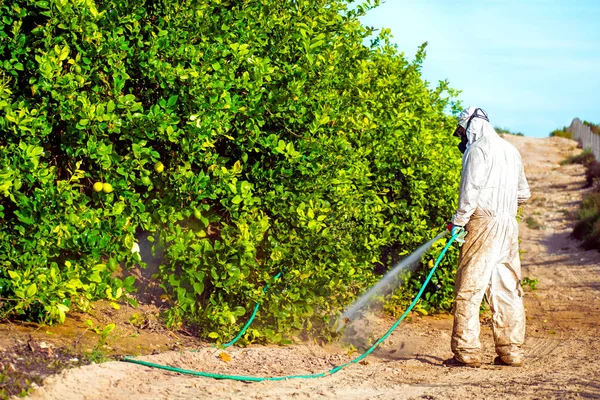 Fumigace insekticidů. Ekologické zemědělství. Stříkejte pesticidy, pesticidy na ovocný citron v rostoucí zemědělské plantáži, Španělsko. Man sprejování nebo fumigace pesti, hubení škůdců. — Stock fotografie