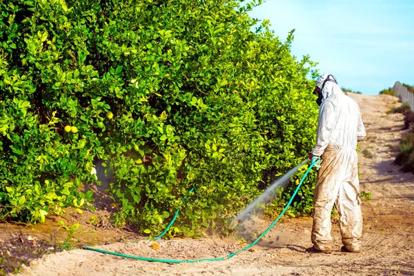 Fumigação de insecticida de ervas daninhas. Agricultura ecológica orgânica. Pesticidas de pulverização, pesticida em limão de fruto em plantação agrícola crescente, espanha. Homem pulverização ou fumigação pesti, controle de pragas. — Fotografia de Stock