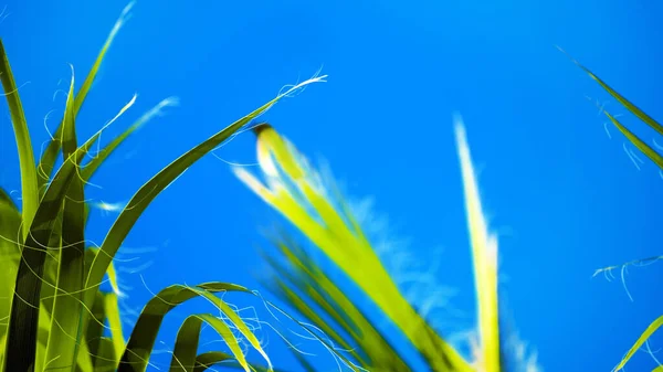 Saw Palmetto, Serenoa repens in the sunshine against a clear blue sky. Saw Palmetto has been used in traditional and alternative medicine to treat a variety of conditions, most notably BPH.