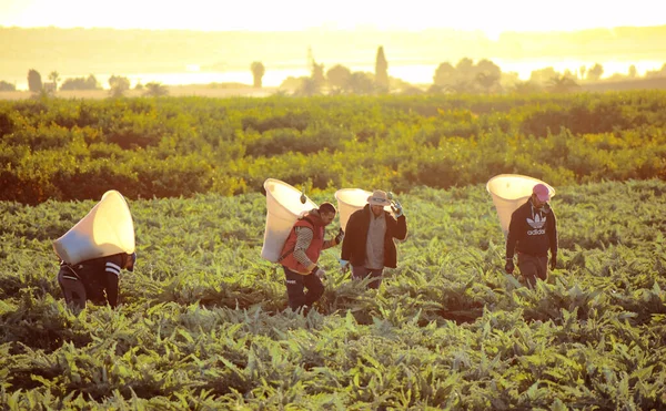 Murcia, Hiszpania, 27 listopada 2019 r.: Pracownicy zbierający karczochy na plantacji wiejskiej o wschodzie słońca. — Zdjęcie stockowe