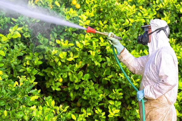 Fumigação de insecticida de ervas daninhas. Agricultura ecológica orgânica. Pesticidas de pulverização, pesticida em limão de fruto em plantação agrícola crescente, espanha. Homem pulverização ou fumigação pesti, controle de pragas — Fotografia de Stock