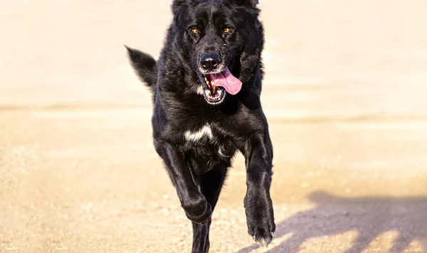 Siyahi mastiff köpek portresi hızla kameraya doğru koşuyor.. — Stok fotoğraf