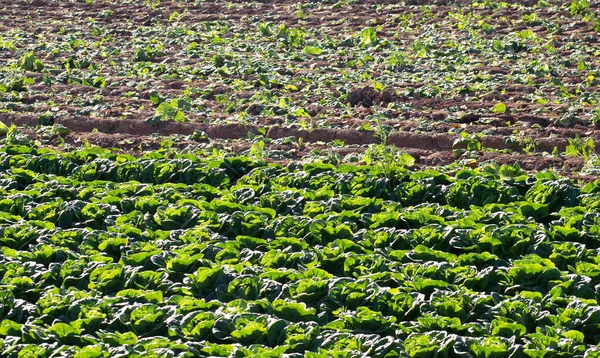 Tanaman selada hijau baru saja ditangkap. Bidang pertanian dengan daun selada hijau. Lactuca sativa hijau daun, menutup di Spanyol — Stok Foto