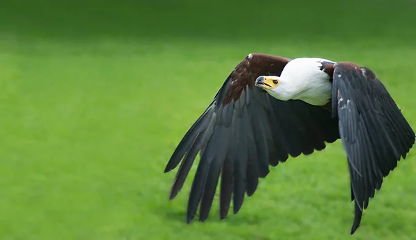 Close up view of the African fish eagle also known as the African sea eagle or Haliaeetus vocifer, flying low over grass field. — Stock Photo, Image