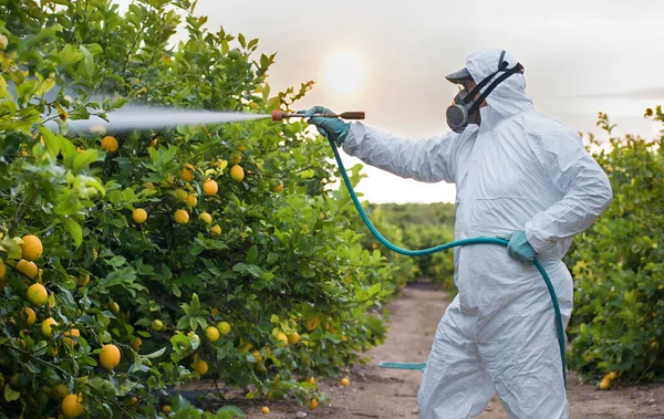 Weed insecticide fumigation. Organic ecological agriculture. Spray pesticides, pesticide on fruit lemon in growing agricultural plantation, spain. Man spraying or fumigating pesti, pest control — Stock Photo, Image