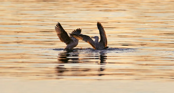 Gaivotas lutando por um peixe no mar Mediterrâneo ao pôr do sol — Fotografia de Stock