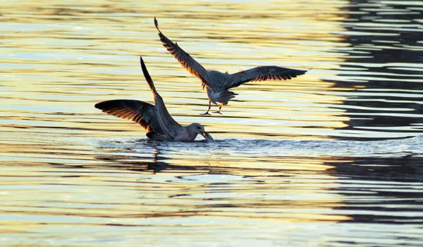 Flying Seagulls fighting over a fish in the mediterranean sea at Spanish coasts — Stock Photo, Image