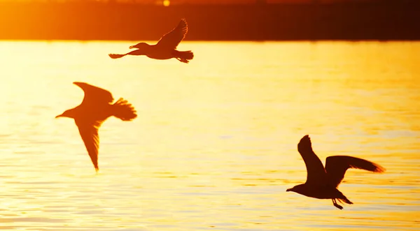 Martılar alacakaranlıkta sahilde uçuyorlar.. — Stok fotoğraf