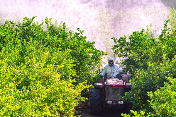 Farmer driving tractor spraying pesticide and insecticide on lemon plantation in Spain. Weed insecticide fumigation. Organic ecological agriculture. A sprayer machine, trailed by tractor spray — 스톡 사진