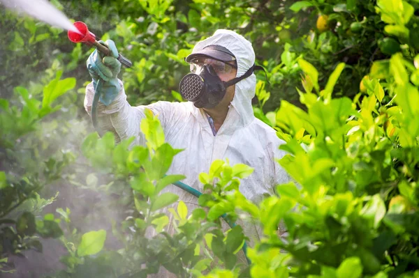Farmer man spraying fumigating pesti, pest control. Weed insecticide fumigation. Organic ecological agriculture. Spray pesticides, pesticide on fruit lemon in growing agricultural plantation, Spain. — 스톡 사진