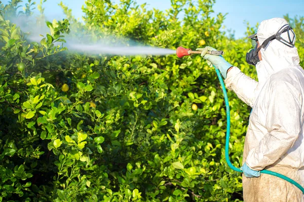 Farmer man spraying fumigating pesti, pest control. Weed insecticide fumigation. Organic ecological agriculture. Spray pesticides, pesticide on fruit lemon in growing agricultural plantation, Spain.