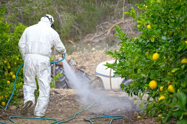 Farmer man pulvérisation fumigation pesti, lutte antiparasitaire. Fumigation à l'insecticide des mauvaises herbes. Agriculture écologique biologique. Spray pesticides, pesticide sur les fruits citron dans la plantation agricole en croissance, Espagne . — Photo