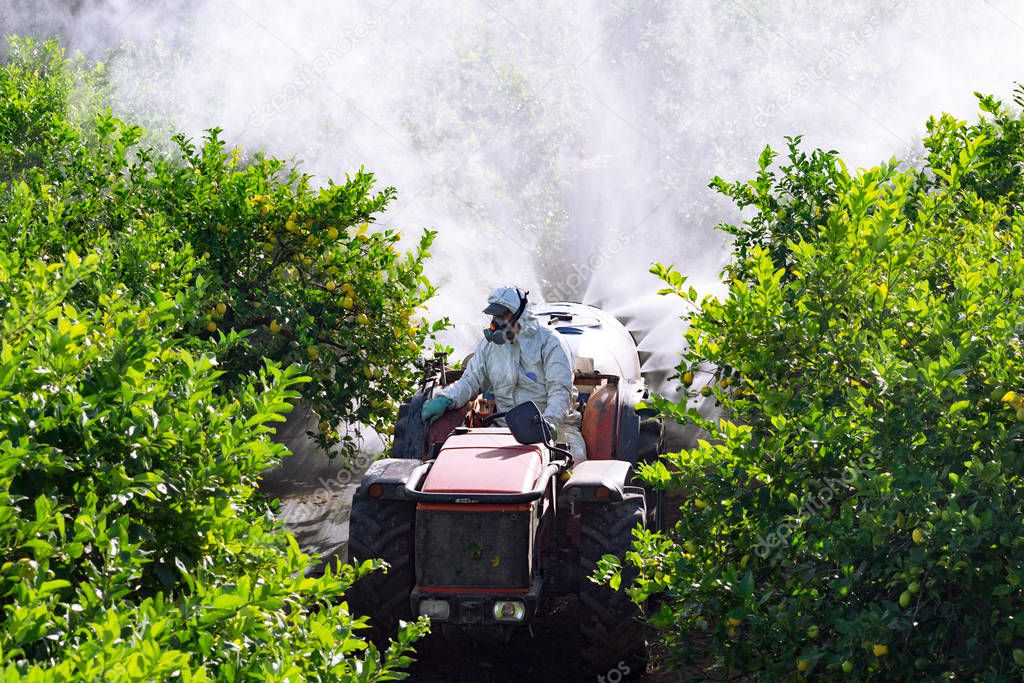 Top view of Tractor spraying pesticide and insecticide on lemon plantation in Spain. Weed insecticide fumigation. Organic ecological agriculture. A sprayer machine, trailed by tractor spray herbicide