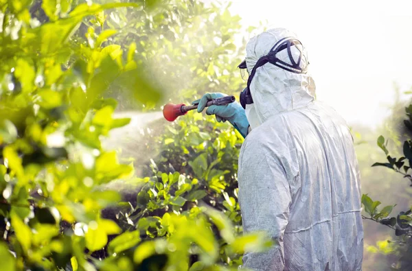 Fumigação de insecticida de ervas daninhas. Agricultura ecológica orgânica. Pesticidas de pulverização, pesticida em limão de fruto em plantação agrícola crescente, espanha. Homem pulverização ou fumigação pesti, controle de pragas. — Fotografia de Stock