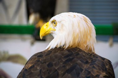 Amerikan Kel Kartalı mavi arka plana karşı yakın plan, esir değil.