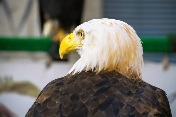 Americano careca águia close-up contra fundo azul, não-cativo — Fotografia de Stock