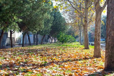 Sonbaharda Doğal Park 'ta. Her yerde portakal yaprakları var. Doğada sonbahar sahnesi. Murcia 'daki İspanyol parkı.