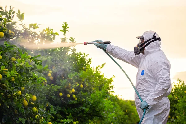 Fumigace insekticidů. Ekologické zemědělství. Stříkejte pesticidy, pesticidy na ovocný citron v rostoucí zemědělské plantáži, Španělsko. Man sprejování nebo fumigace pesti, hubení škůdců — Stock fotografie