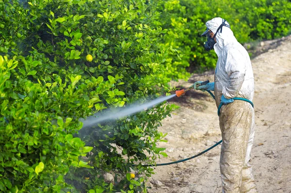 Fumigace insekticidů. Ekologické zemědělství. Stříkejte pesticidy, pesticidy na ovocný citron v rostoucí zemědělské plantáži, Španělsko. Man sprejování nebo fumigace pesti, hubení škůdců — Stock fotografie