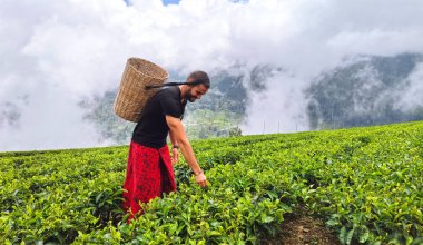 Nuwara Eliya, Sri Lanka 'daki çay tarlalarında gezen turistler yerli çiftçiler gibi davranıyorlar..