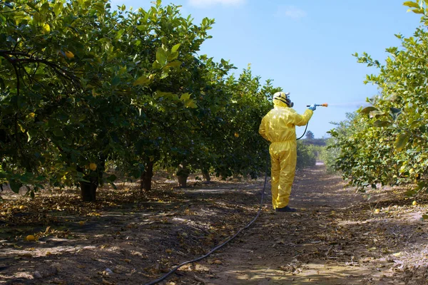 Fumigação de insecticida de ervas daninhas. Agricultura ecológica orgânica. Pesticidas de pulverização, pesticida em limão de fruto em plantação agrícola crescente, espanha. Homem pulverização ou fumigação pesti, controle de pragas — Fotografia de Stock