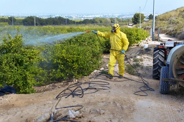 Weed insecticide fumigation. Organic ecological agriculture. Spray pesticides, pesticide on fruit lemon in growing agricultural plantation, spain. Man spraying or fumigating pesti, pest control — Stock Photo, Image