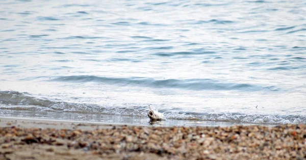 Balıkçı, İspanya 'nın Campoamor sahilinde bir Bass balığı yakalar. Bas oltaya takıldı. Deniz kıyısında yakalanan Bass balıklarının yakın görüntüsü. — Stok fotoğraf