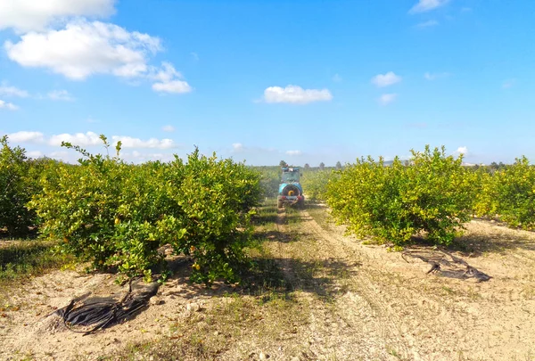 Трактор розпилює пестициди та інсектициди на плантації лимона в Іспанії. Споживання м'яса інсектицидами. Органічне екологічне сільське господарство. Машина розпилювача, переслідувана трактором гербіцидом.. — стокове фото