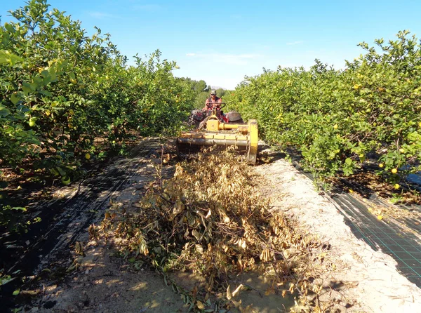 Trabalhador esmagar ramos com um triturador de picador ou triturador de madeira em uma plantação de limoeiros, na Espanha — Fotografia de Stock