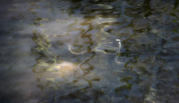 水蛇在水里爬起来寻找祈祷 — 图库照片