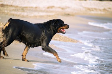 Yazın plajda koşan bir Rottweiler. Sahildeki tehlikeli köpek yavrusu mutlu bir şekilde banyo yapıyor..