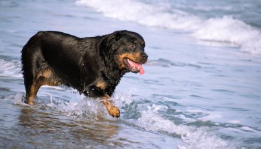 Yazın plajda koşan bir Rottweiler. Sahildeki tehlikeli köpek yavrusu mutlu bir şekilde banyo yapıyor..