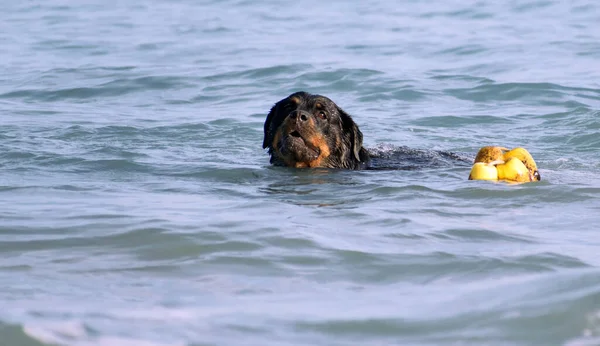夏の間、浜辺を走るロトウィラー。ビーチで危険な品種の犬が喜んで風呂に入る. — ストック写真