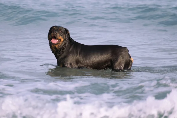 Un Rottweiler qui court sur la plage en été. Chien de race dangereuse à la plage déchaîné prendre un bain heureux . — Photo